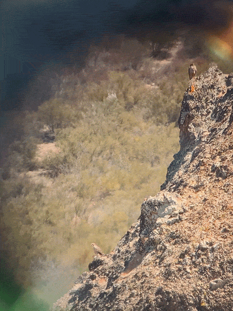Falcons through a scope Animated GIF of zooming in on two falcons on a cliff, viewed through a spotting scope eyepiece.