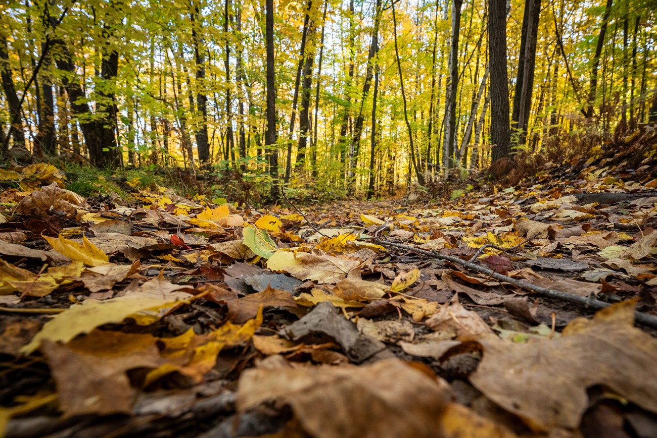 yellow and brown leaves adorn a fall forest floor