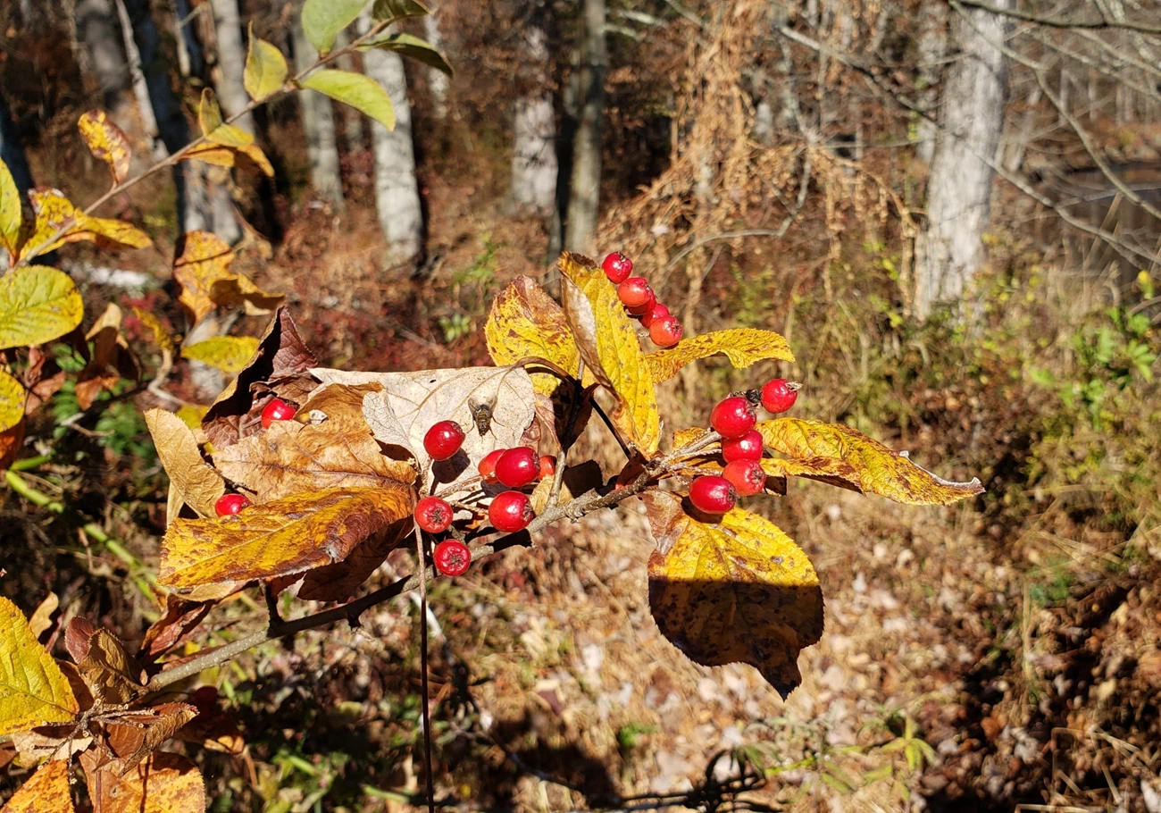 fall leaves with fruit close up of red berries and yellow brown leaves of autumn shrub.