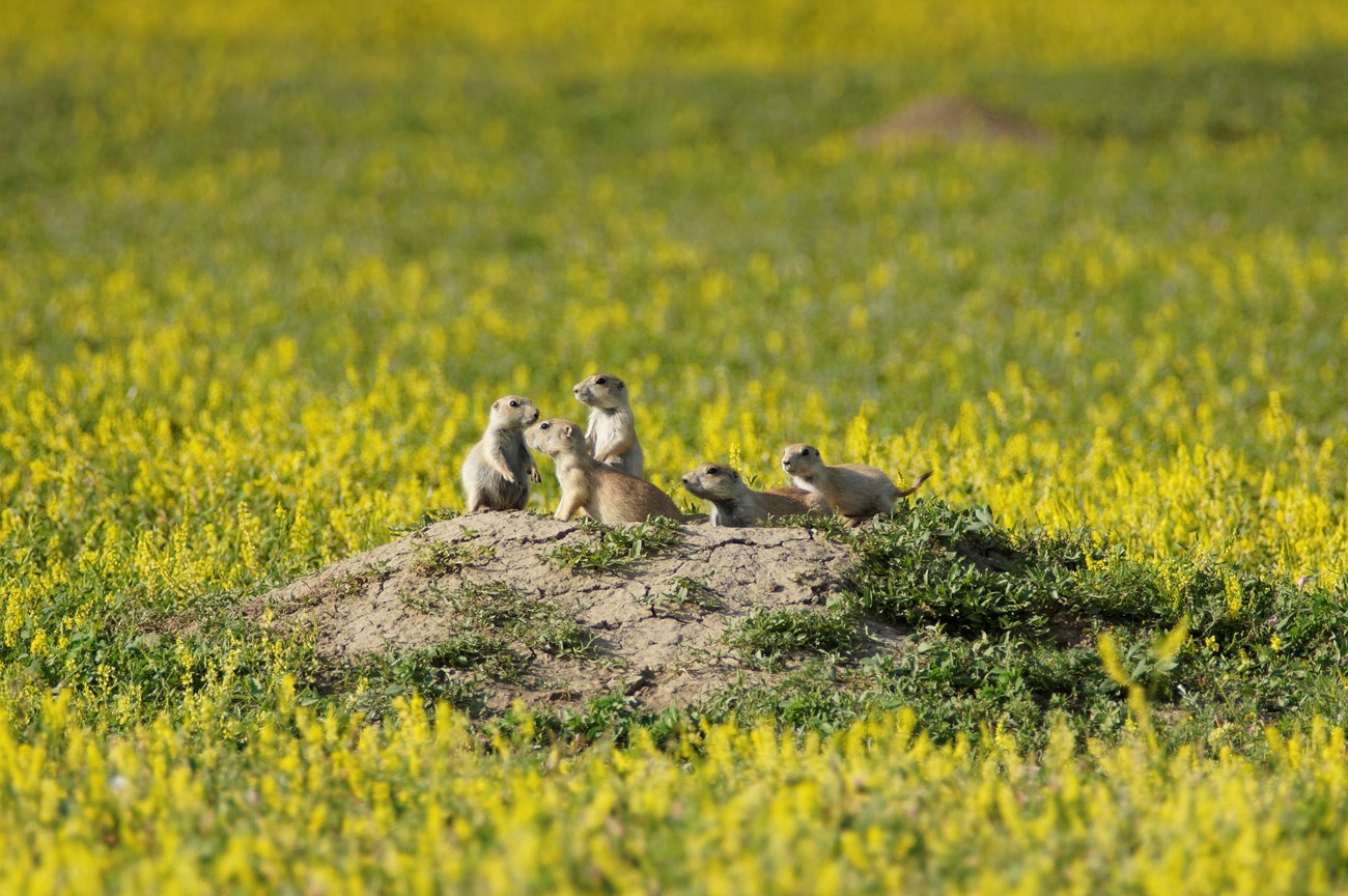 A family of prairie dogs is gathered on the mound outside their burrow.