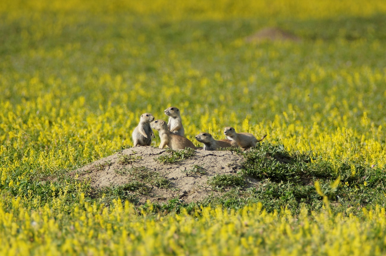Prairie Dog Family A family of prairie dogs is gathered on the mound outside their burrow.