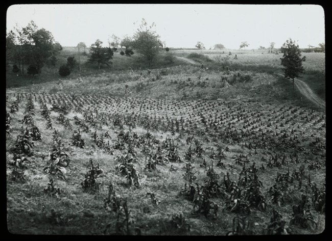 farm with crops