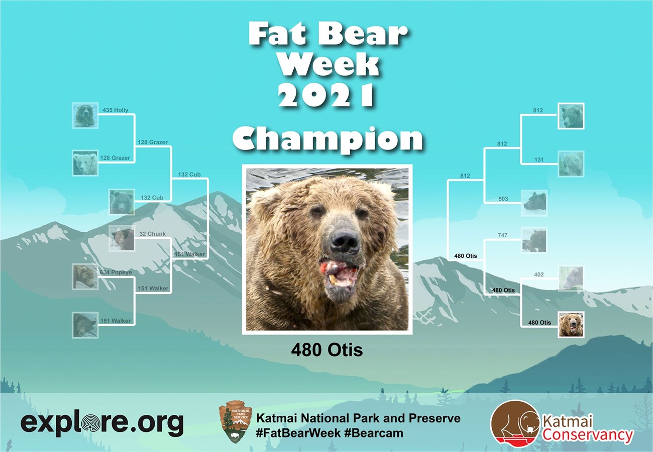 fat bear week 2021 bracket Fat Bear Week 2021 bracket with 12 bear competitors and a large photo of the winner, 480 Otis. Partners listed at bottom: explore.org, Katmai National Park and Preserve #FatBearWeek #Bearcam, Katmai Conservancy