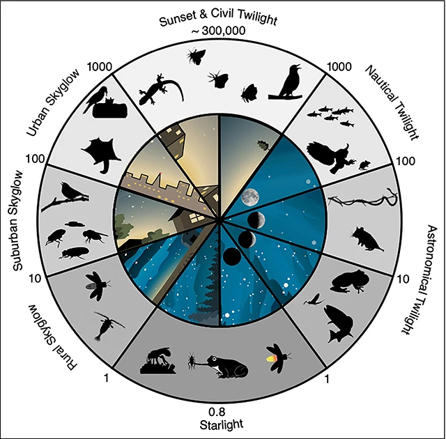 Natural and artificial light sources and responding animals Inner circle with 10 scenes of different artificial and natural night sky brightness levels, from sunset and urban skyglow to astronomical twilight and starlight. Icons of animals that respond to the different levels fill an outer circle.