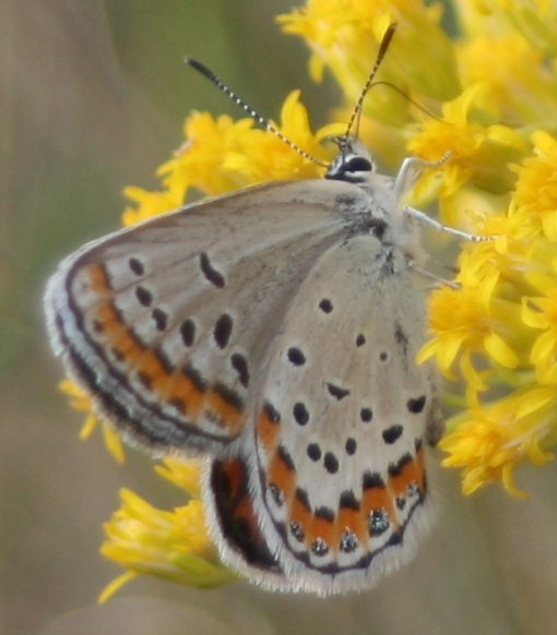 a light brown butterfly perches on a stalk of grass with small yellow flowers.
