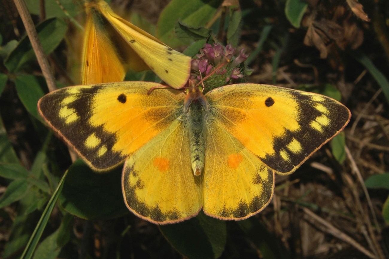 Yellow-orange butterfly with dark band along the wing edges perches with wings open.