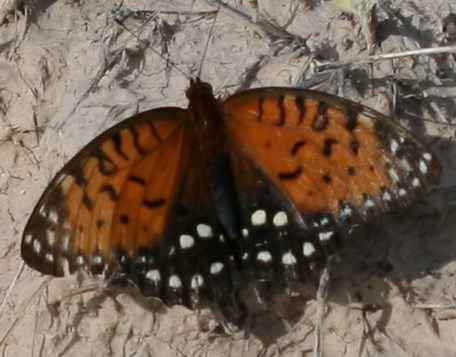 an orange and black butterfly with white spots spreads both of its wings while resting on the ground