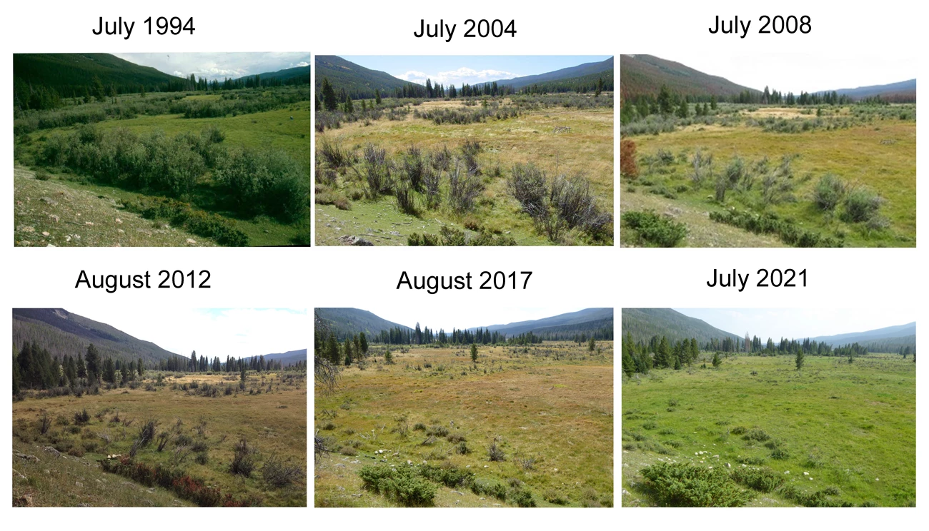 Over three decades, willow wetlands in Kawuneeche Valley have collapsed into drier grasslands. A series of six images of a mountain valley from July 1994 to July 2021 shows willow-dominated wetlands gradually dying off and being replaced by short shrubs and homogenous grasslands.
