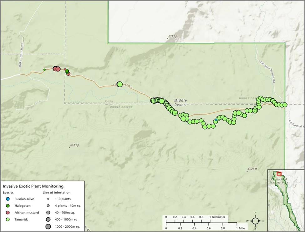 Map showing invasive plant infestations detected along Cathedral Valley Road during 2024 monitoring at Capitol Reef. Map showing locations and patch sizes of four invasive plant species along Cathedral Valley Road in Capitol Reef National Park.