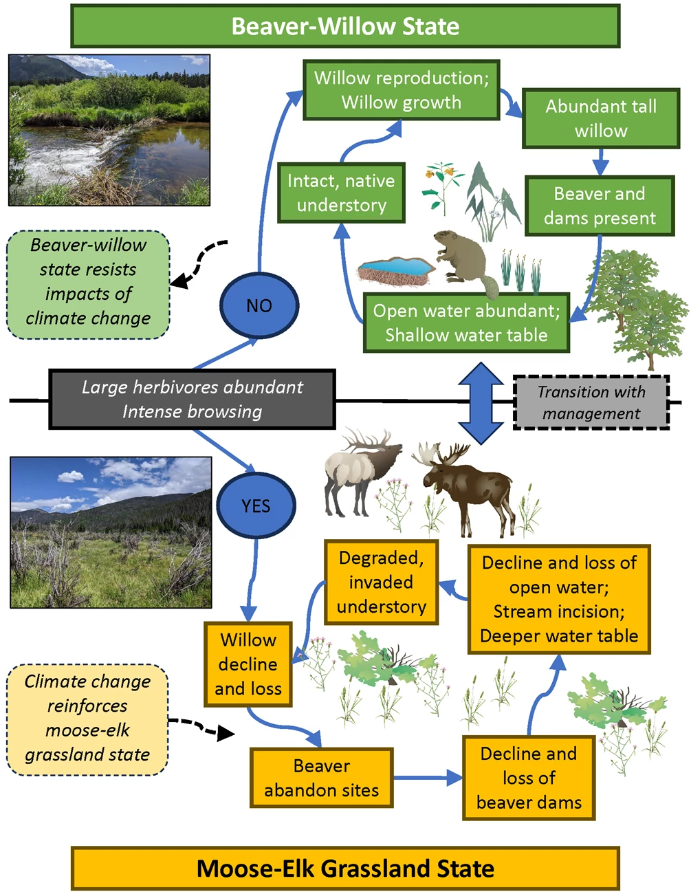 The diagram shows how herbivory and climate change shift willow wetlands to grassland but could be reversed with management. Diagram showing shift from beaver–willow to moose–elk grassland state.