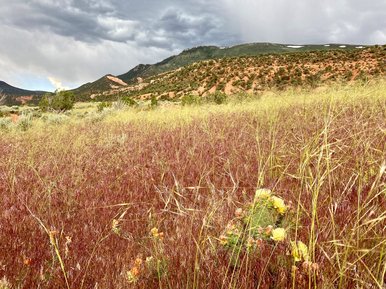 Cheatgrass dominates the foreground while hills and scattered shrubs rise beneath a cloudy sky. Dense patch of reddish cheatgrass with scattered cactus and flowers in front of hills.