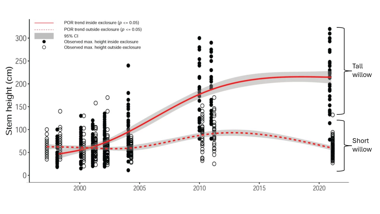 Willow stems grew tall inside exclosures protected from browsing, while those outside remained short. Graph of willow stem height trends inside and outside exclosures, 1995–2021. Graph shows willow stem height recovering inside the exclosure and remaining short outside the exclosure.