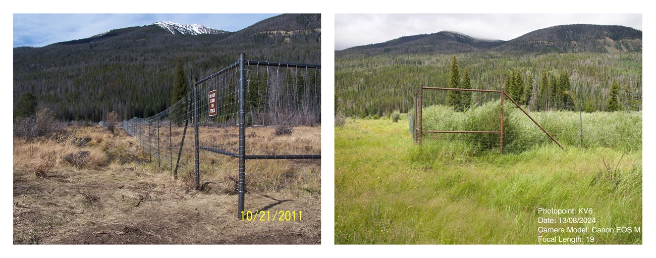 Willow thrived inside the exclosure while being lost outside, showing the effect of browsing protection. Two side-by-side images of a fenced exclosure in a mountain valley. The left image from 2011 shows uniform grasslands inside and outside the fence. The right image from 2024 shows grasslands outside and taller willow vegetation inside the exclosure.