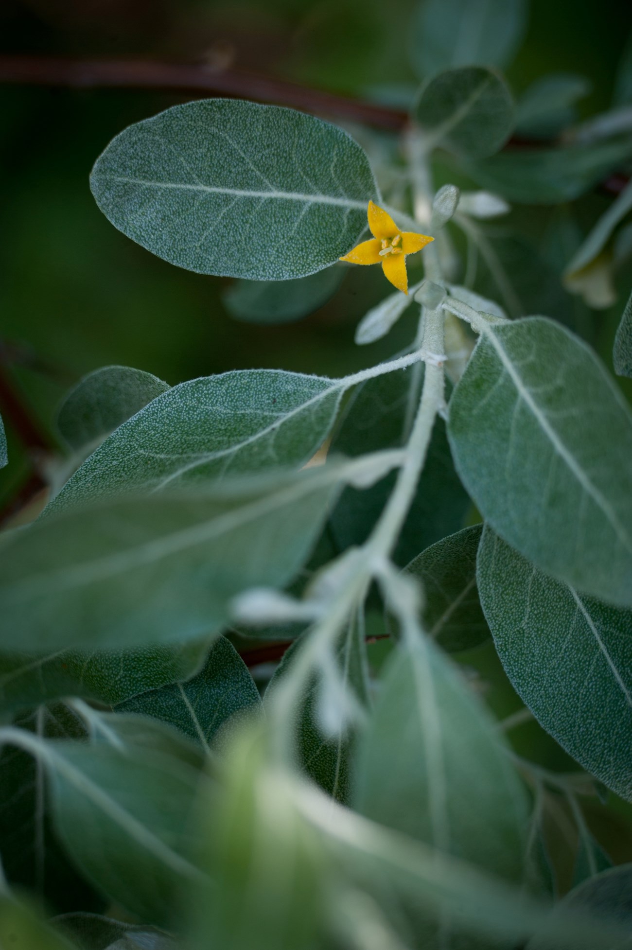 A close-up of a branch with oval gray green leaves and a small yellow flower.