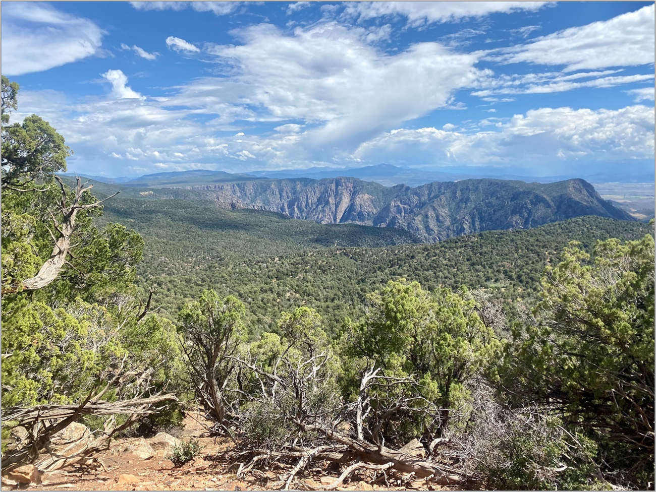 Pinyon-juniper woodlands BLCA Overview of pinyon-juniper woodlands at Black Canyon of the Gunnison National Park, showing an expanse of dense forest with a gorge in the background.