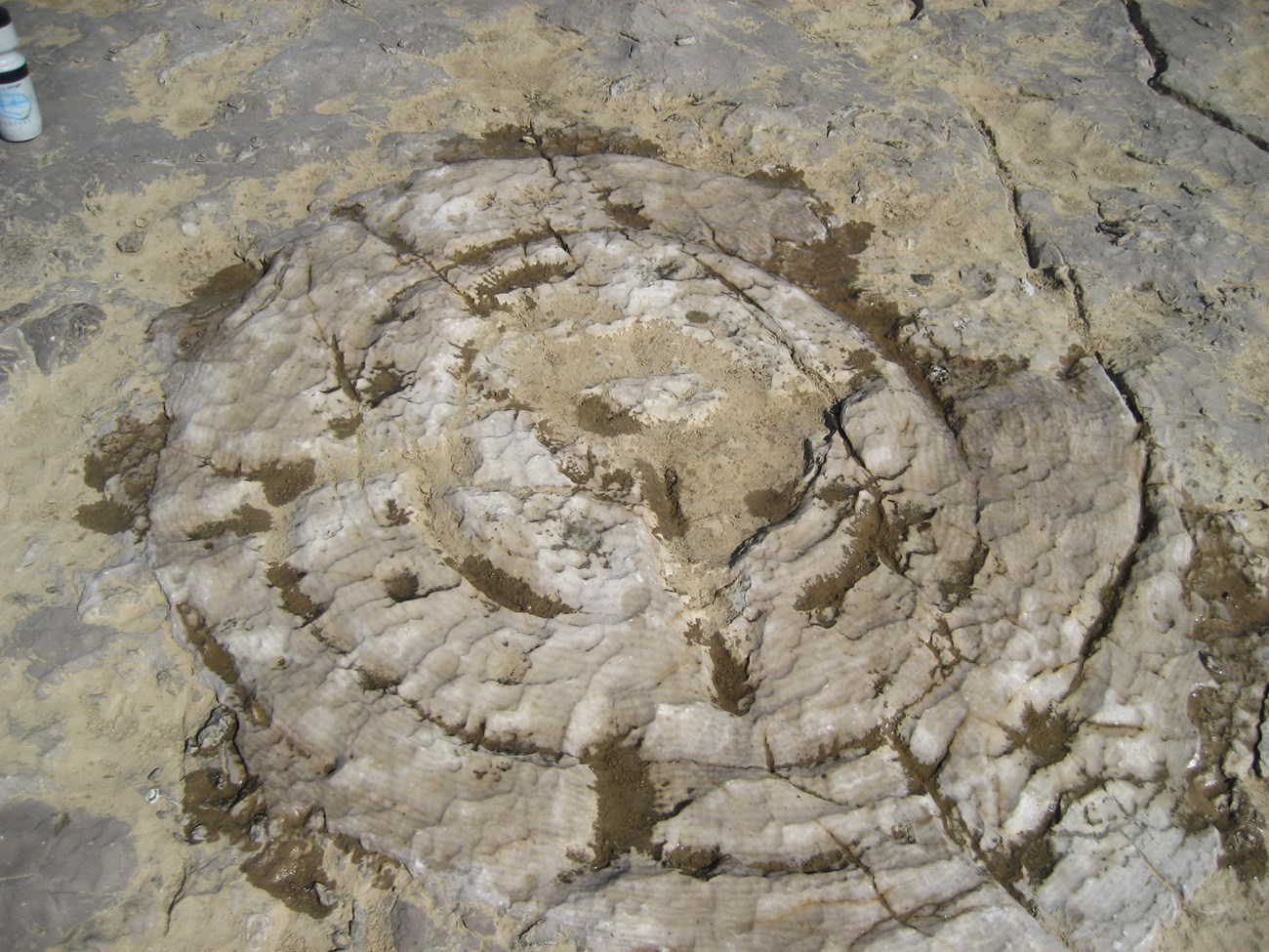 A fossil colonial coral several feet across. It is weathered nearly flat but concentric structural features are present, showing its extent.