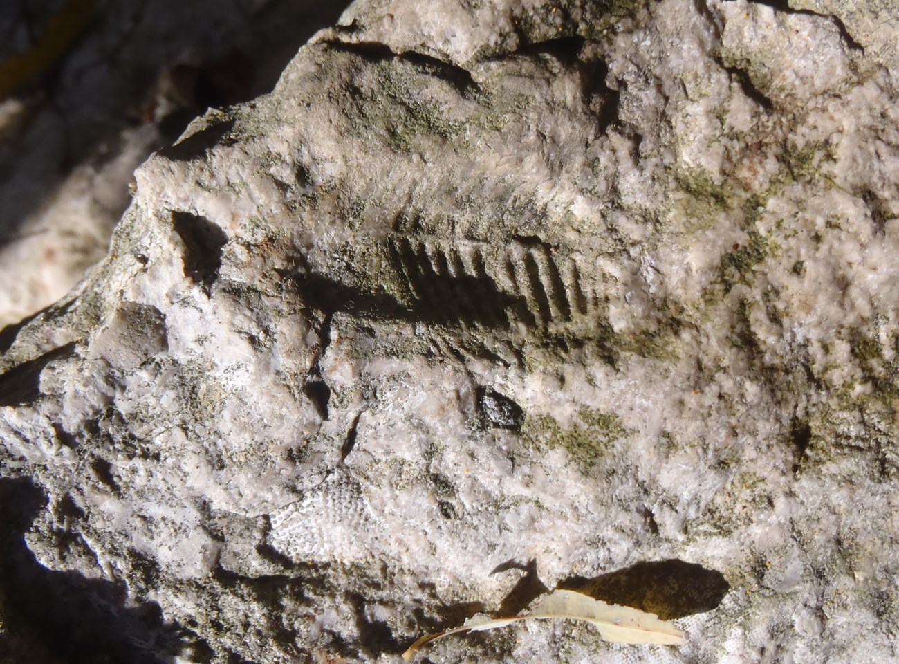 A fossil composed of a series of narrow longitudinal ridges and valleys representing the midline segments of a trilobite, embedded in a rock.