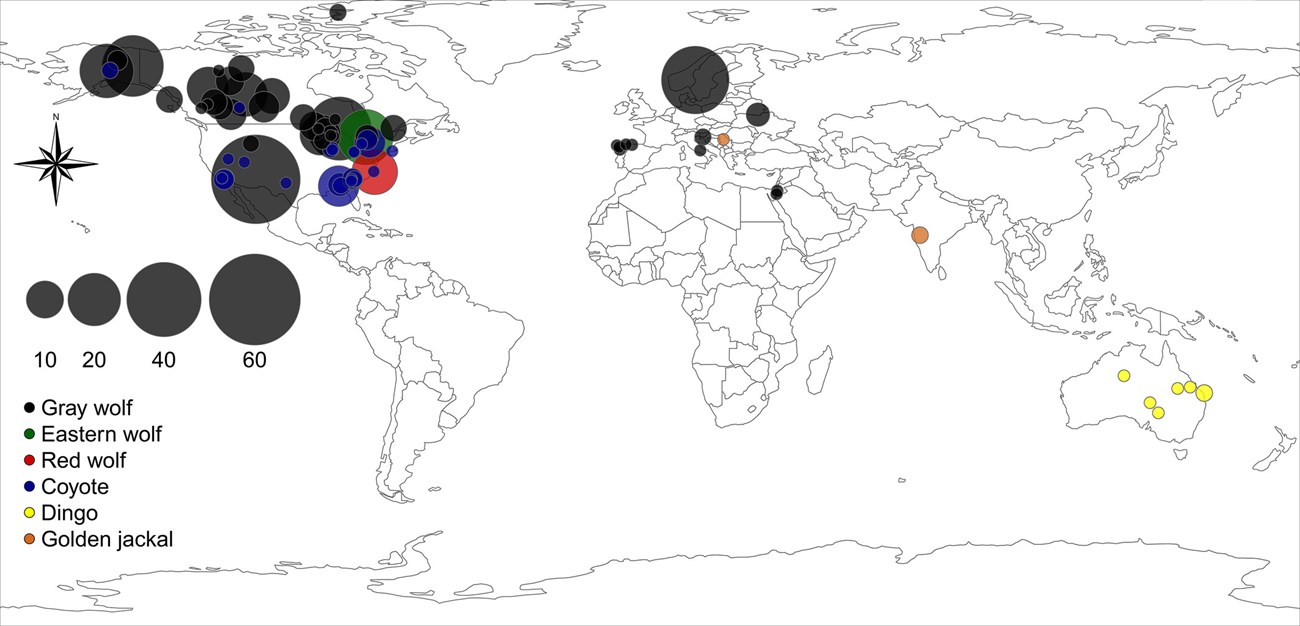 figure_wolf-study_scope A figure showing the world map and location of canids used in the study.