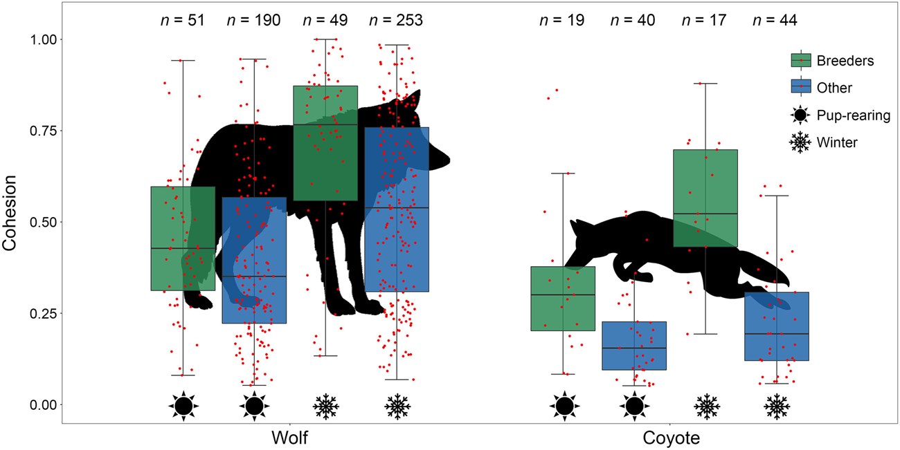 figure2_wolves-coyotes A figure comparing wolves and coyote cohesion.