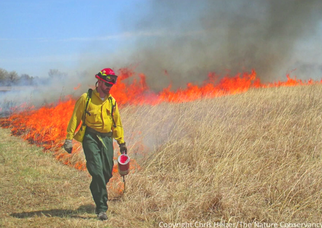 Firefighter performing a controlled burn of grass. Tall dry grass has been lit afire by a firefighter to clear landscape.