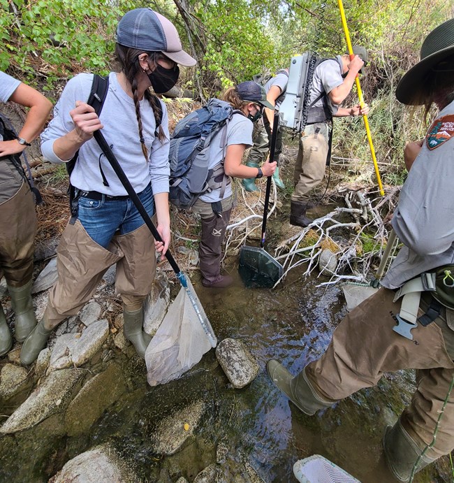 fish crew electrofishing in stream Fish crew using electrofishing to collect fish in a stream
