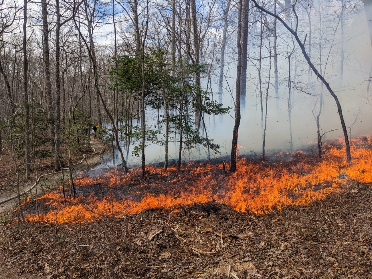 Orange flames spread across the leaf litter in a smoky forest