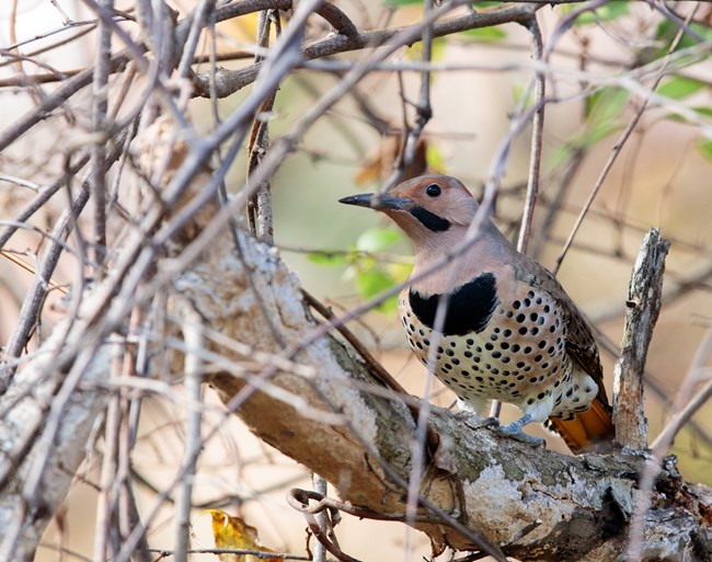 a brown bird with black spots, a black chest patch, and a black stripe next to its bill