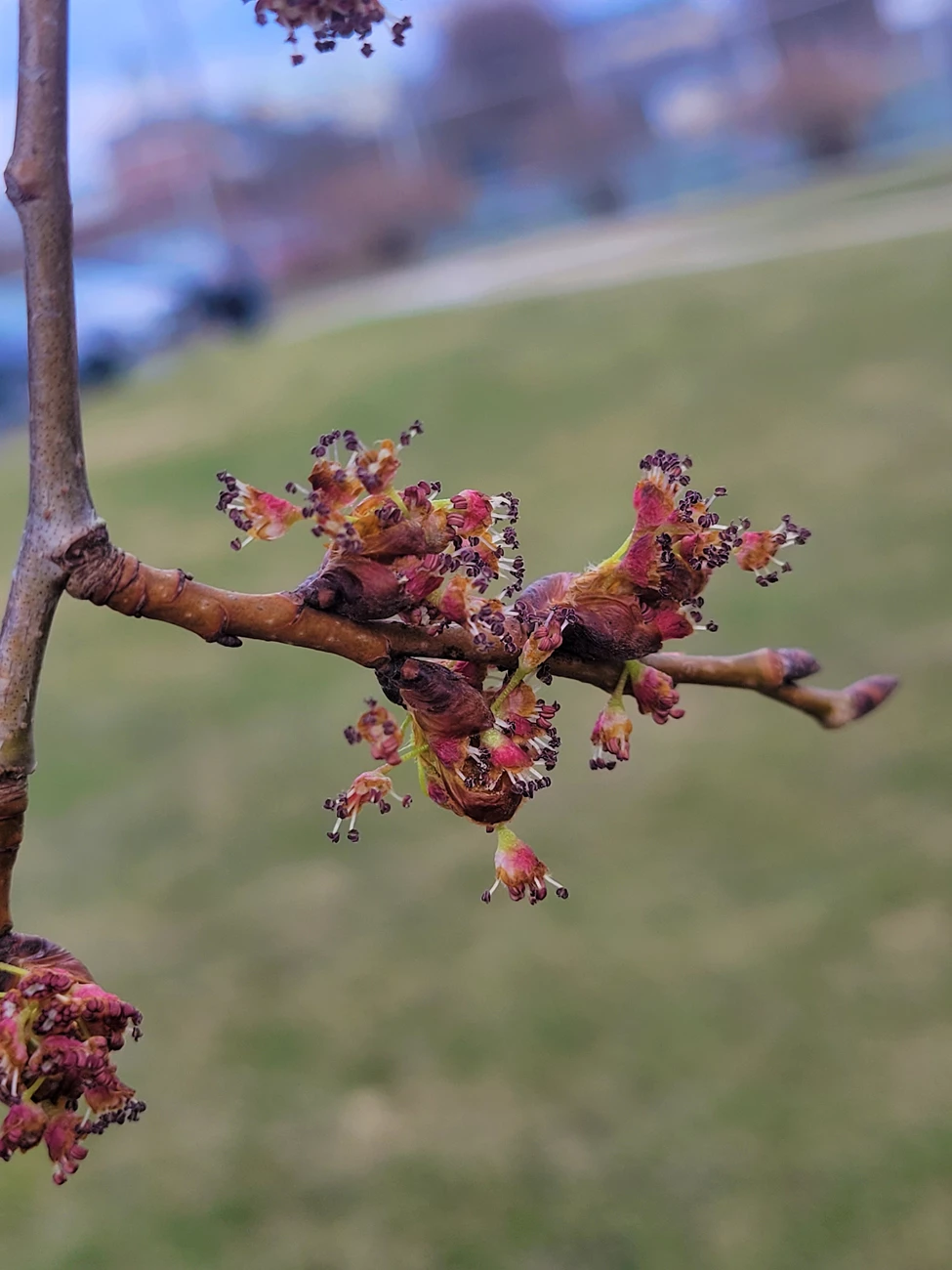 flowers-AmElm reddish flower buds in clumps on a branch