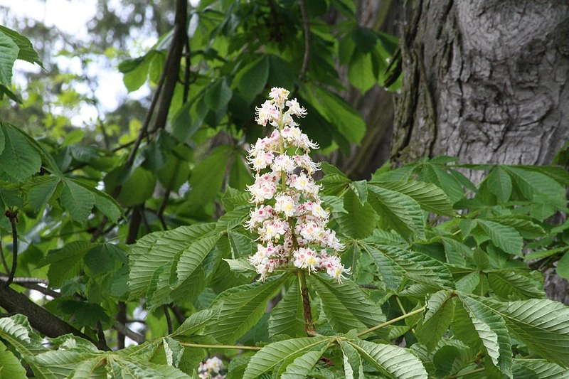flowers-horsechestnut white and pink flowers along a branch