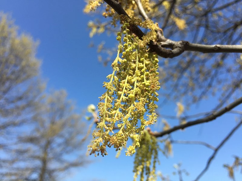 flowers-pinoak yellow flowers draped over a branch