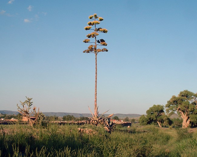 A tall agave stalk with many layers of large yellow flower clusters growing from a dying agave at Fort Davis.