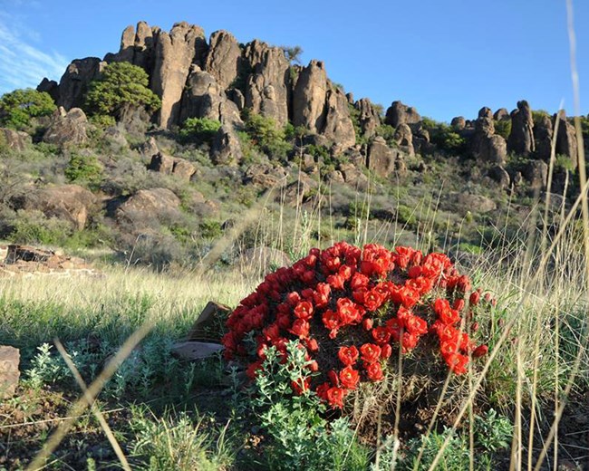 Claret cactus blooms at Fort Davis Bright red flowers covering a small cactus clump on the valley floor below sheer rock faces on a mountain.