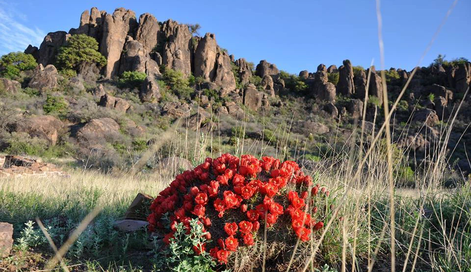 Fort Davis National Historic Site Bright red flowers covering a small cactus clump on the valley floor below sheer rock faces on a mountain.