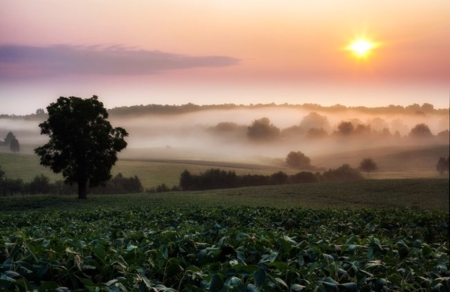Misty countryside sunrise over rolling farmland with a lone tree silhouetted in the foreground, soft morning fog drifting across green crop fields, and golden sunlight illuminating distant hills and scattered trees under a pastel pink and orange sky.
