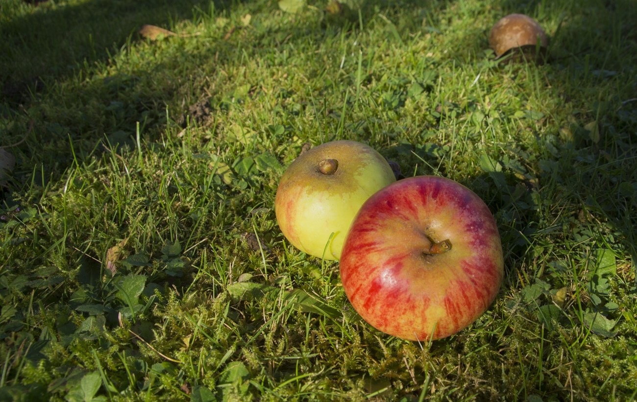 two apples on the ground two apples on the ground