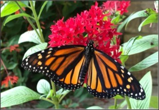An orange and black butterfly perched on a plant with bright red flowers.