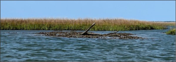 Clumps of oysters (at center of photo) visible during lower tides. Water surrounds the exposed oysters and salt marsh plants are in the background.