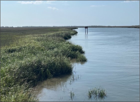 View consisting of dense, green salt marsh plants on the left and water on the right, with a small sign in the water in the distance.