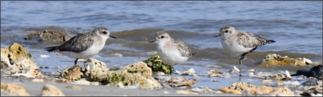Close-up photo of three small shorebirds standing in a sandy and rocky area on the shore. The birds have a mostly white breast and throat, a dark eye, and blackish legs.
