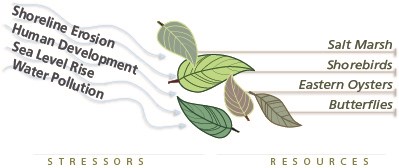 Resources:  Salt Marsh, Shorebirds, Eastern Oysters, and Butterflies.  Stressors:  Human Development, Shoreline Erosion, Sea Level Rise, Water Pollution.