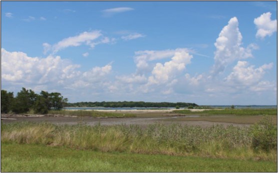 The island's edge with upland grasses, wetland plants, an intertidal area, some trees, and the river in the background.
