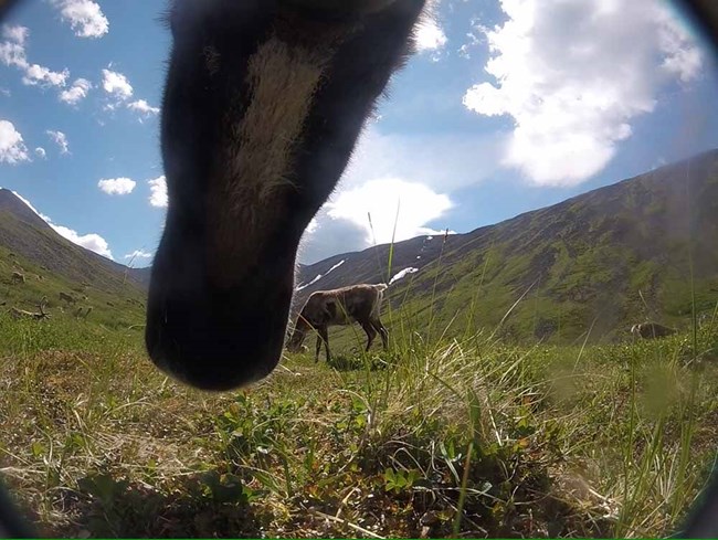 image from a camera fitted on a caribou collar.