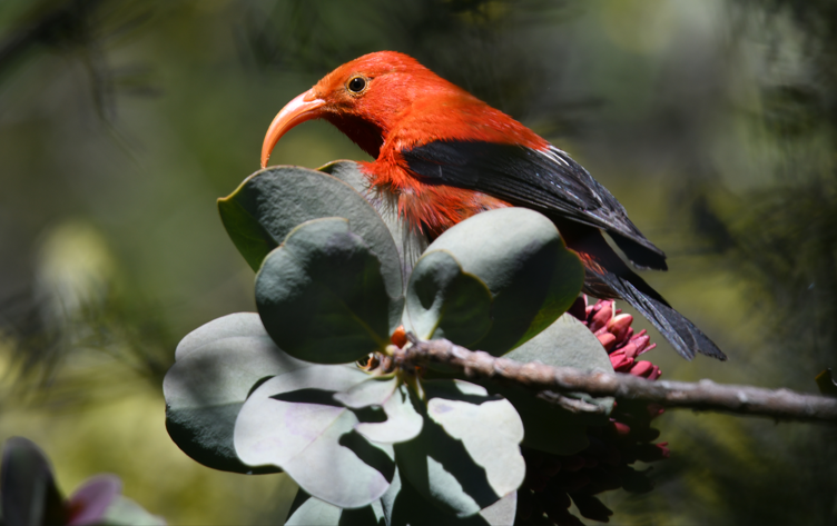 A red bird with a hooked beak sits in a green tree