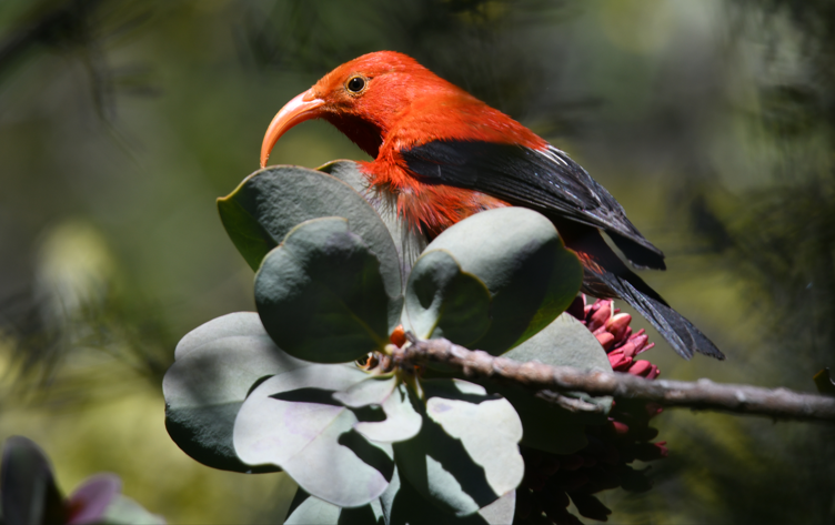 Most Beautiful Bird Songs - Birds singing in the forest 