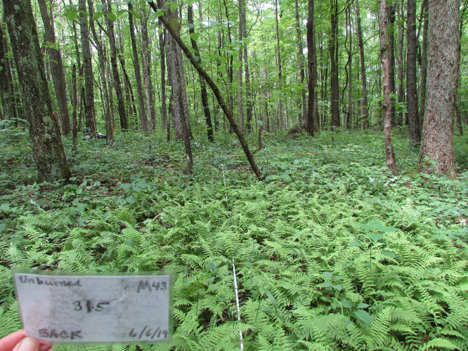 Oak forest Oak forest with measuring tape for forest monitoring