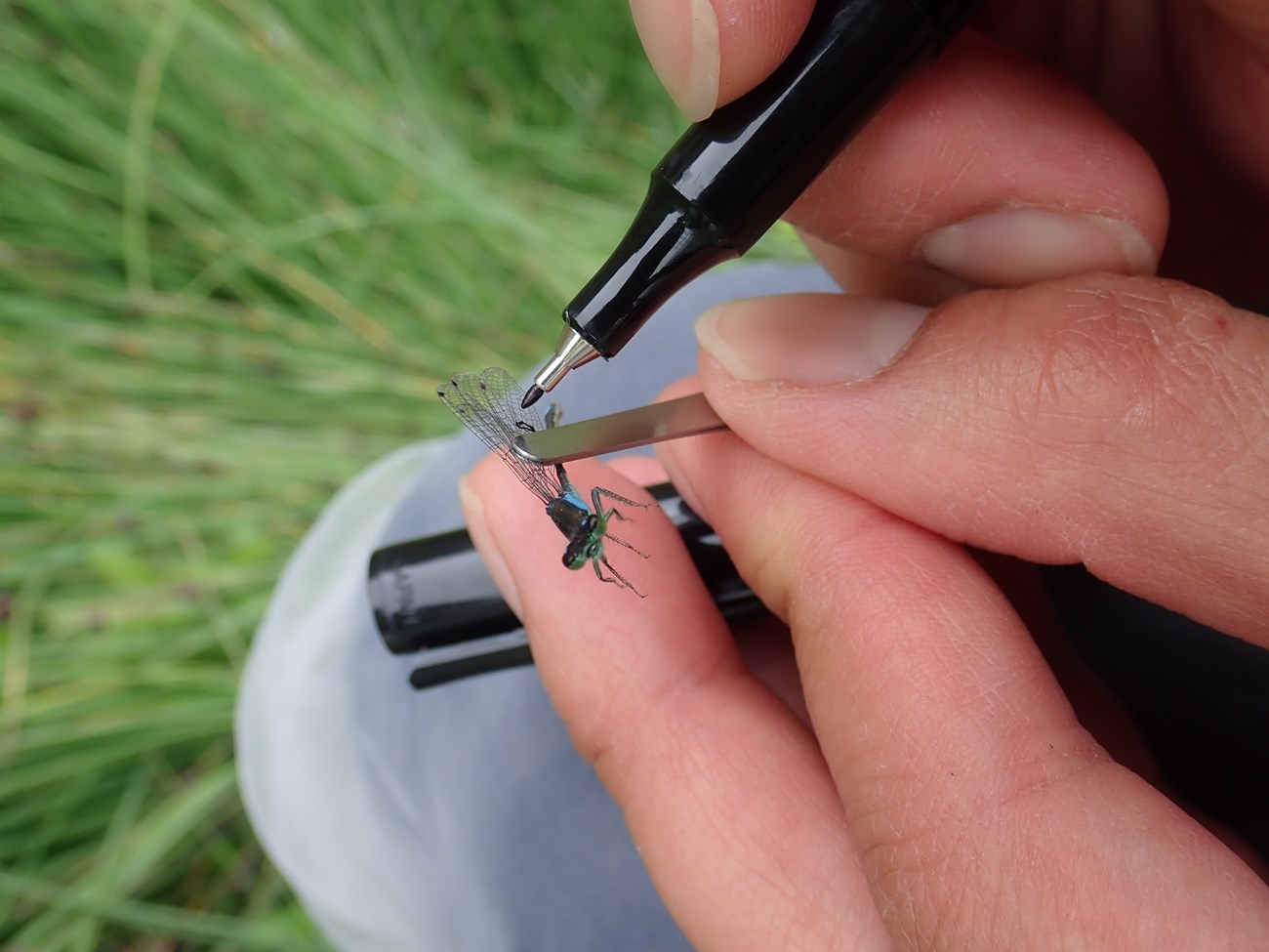 Close-up of fingers holding a damselfly gently by its wings with wide-tipped tweezers, and writing on its wings with a black fine-tipped marker.