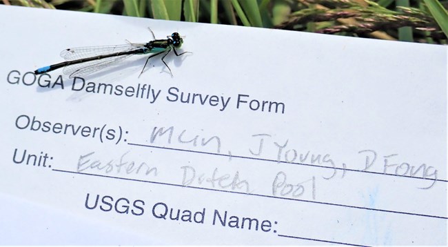 "Count me, please!" Damselfly on a sheet of paper just above text reading "GOGA Damselfly Survey Form"