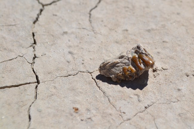 lt= a fragment of fossil teeth sit atop a smooth surface of dry mud.