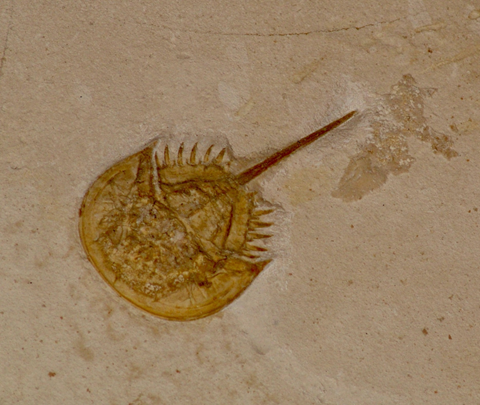 Fossil Horseshoe Crab A fossil horseshoe crab on a stone slab.