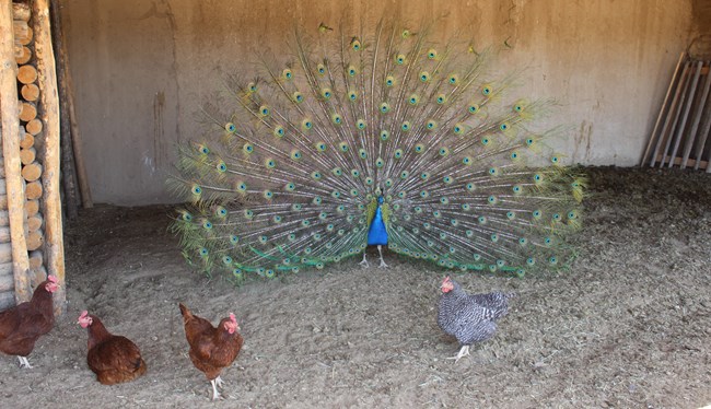 Peacock and chickens A peacock and chickens in the fort's corral